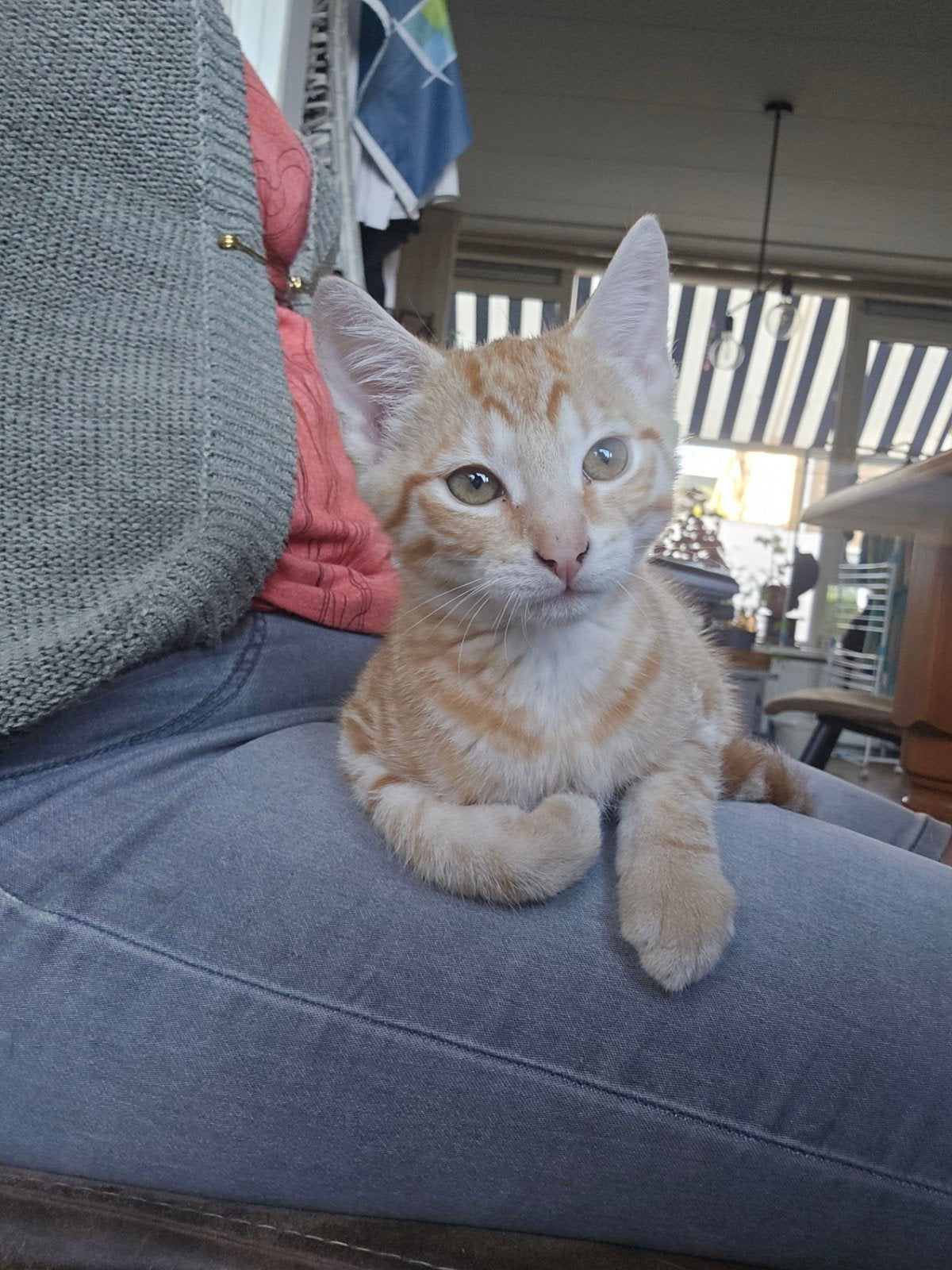 Nog 1 lief, enthousiast, speels katertje…, Meerdere dieren, Kortharig, 0 tot 2 jaar