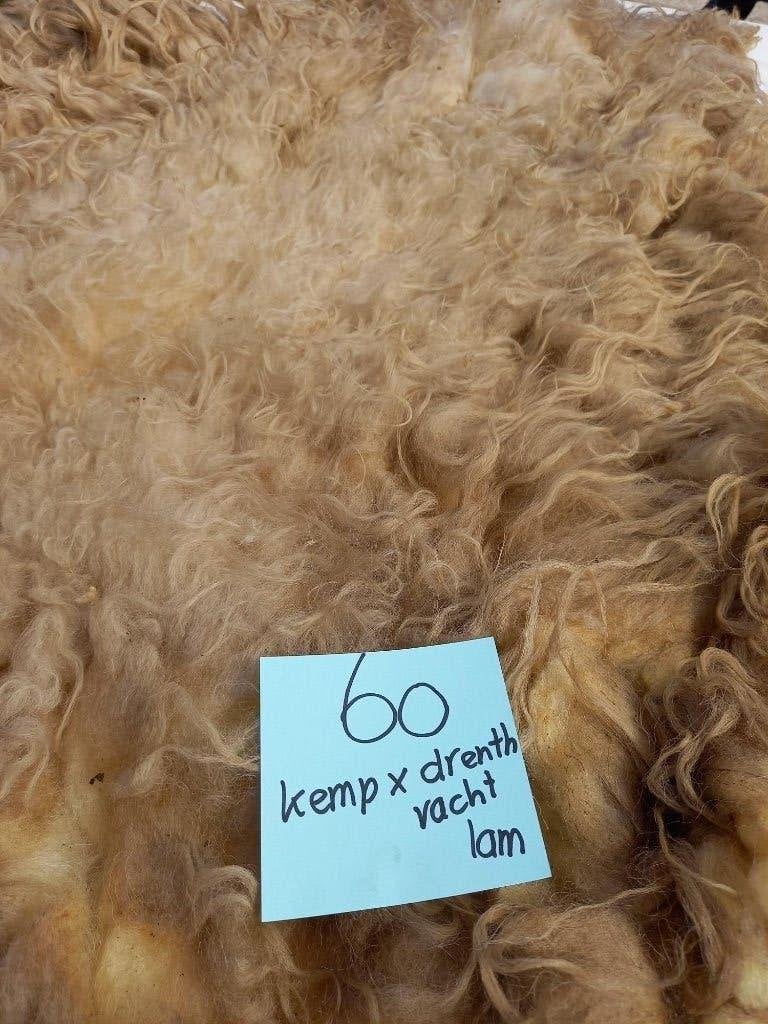 nr 60 Geschoren vacht Drents x Kempisch heideschaap lam, Ophalen of Verzenden, Gebruikt