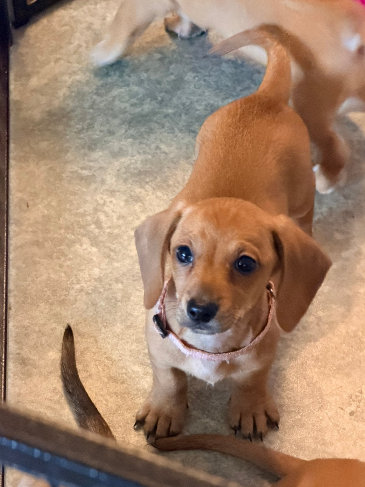 Onze pups mogen verhuizen 1 teefje 2 reutjes, Parvo, 8 tot 15 weken, Korthaar, Dwerg