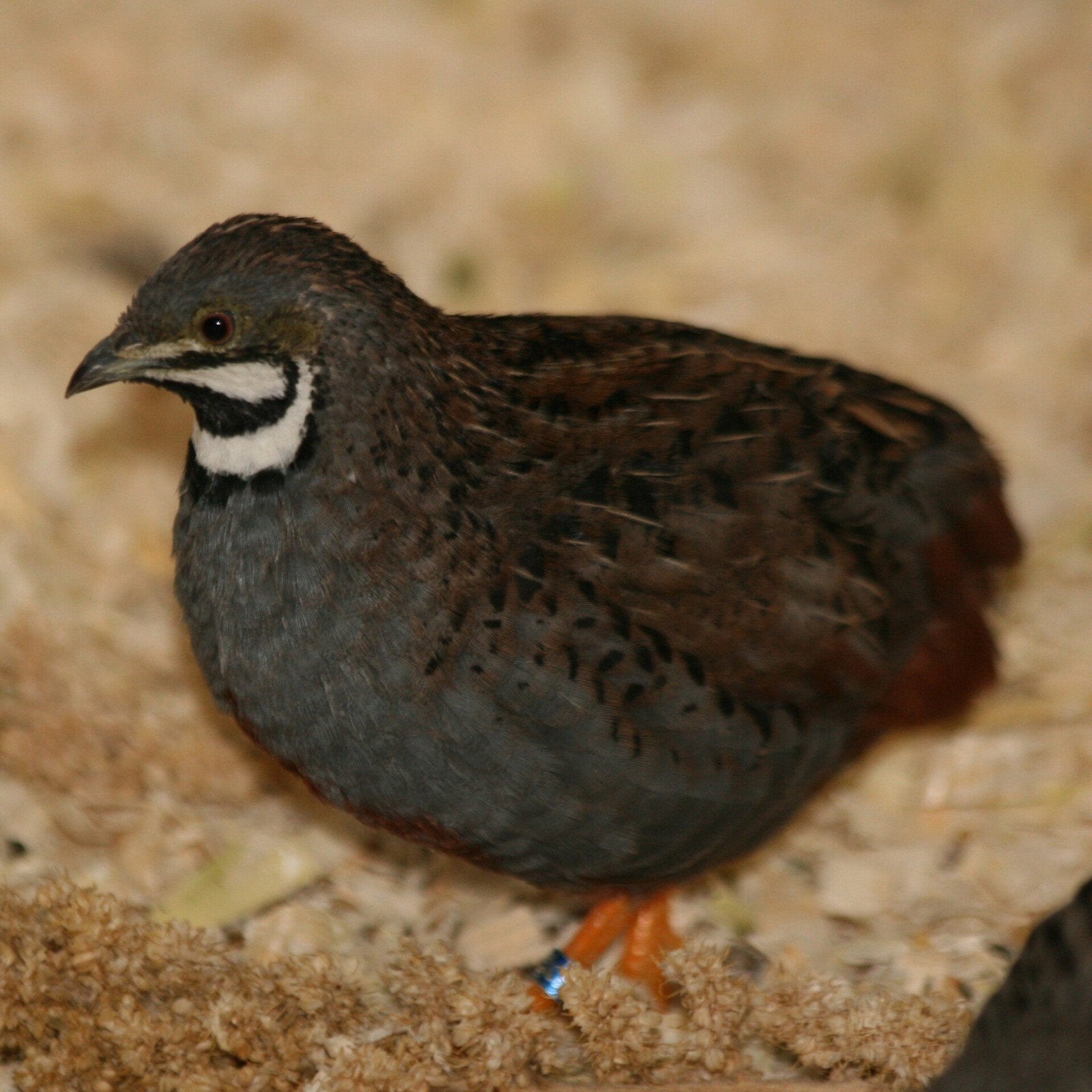 chinese dwerg kwartels  ( haantje ), Mannelijk