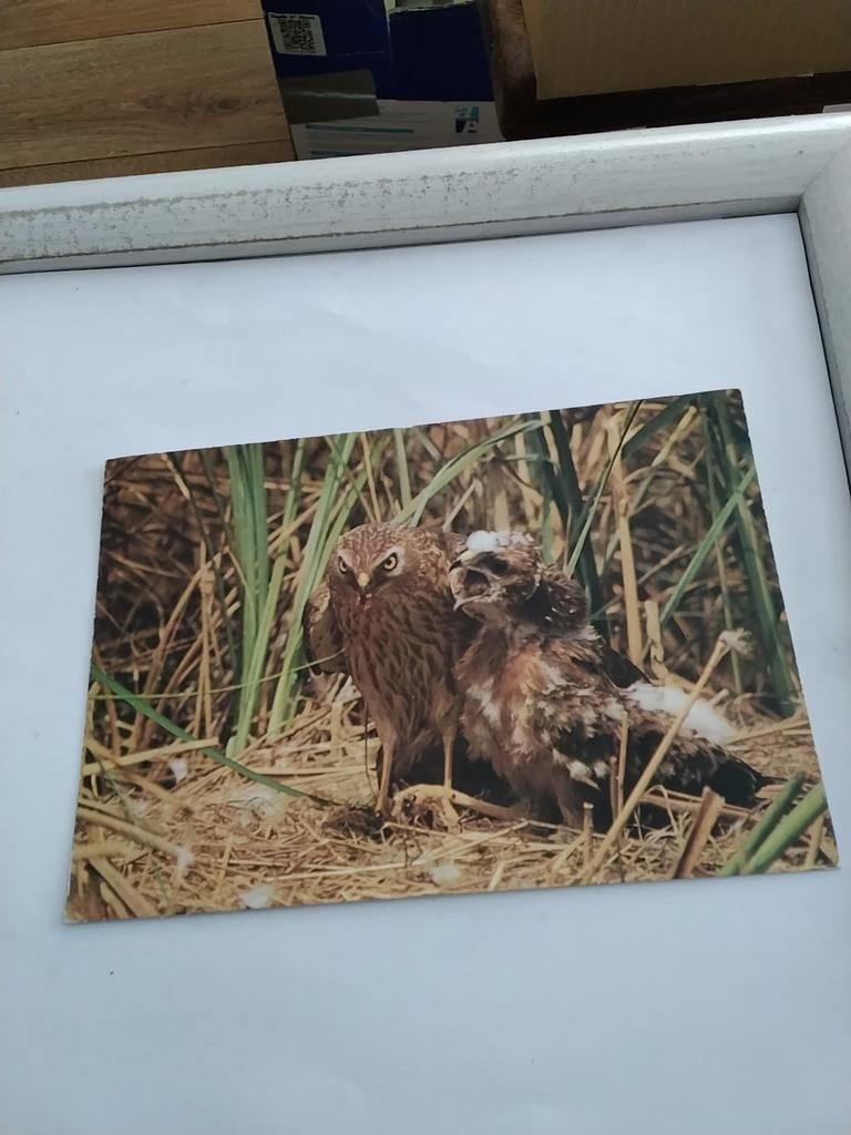 GROETEN VAN HET EILAND TEXEL /KIEKENDIEF, Ophalen of Verzenden