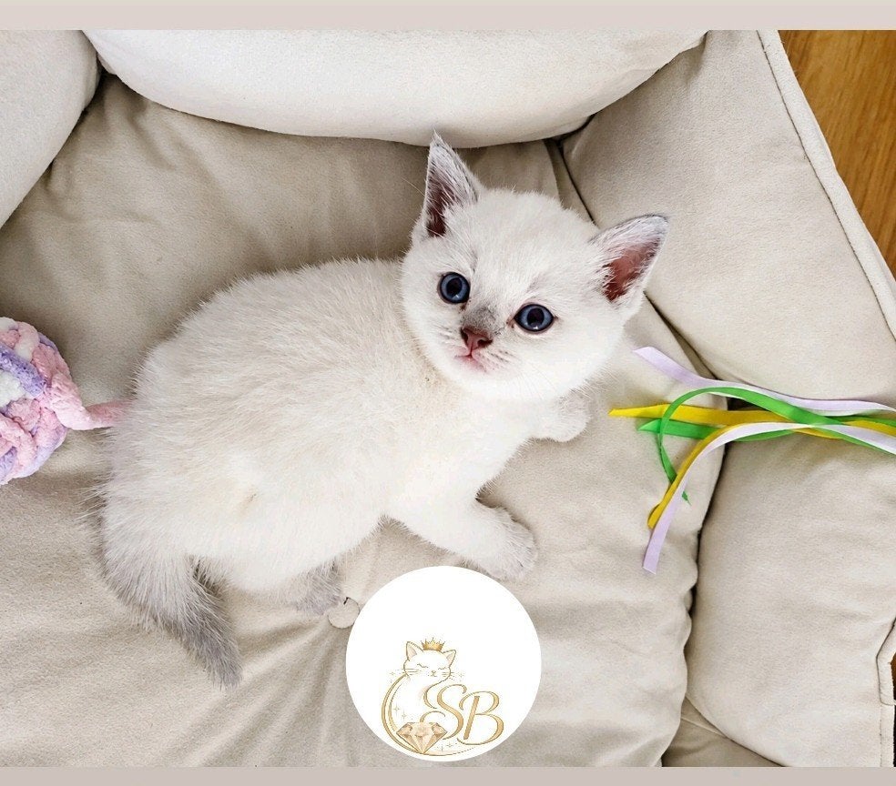 🌴Zomer Kittens., Geslacht onbekend, Ingeënt