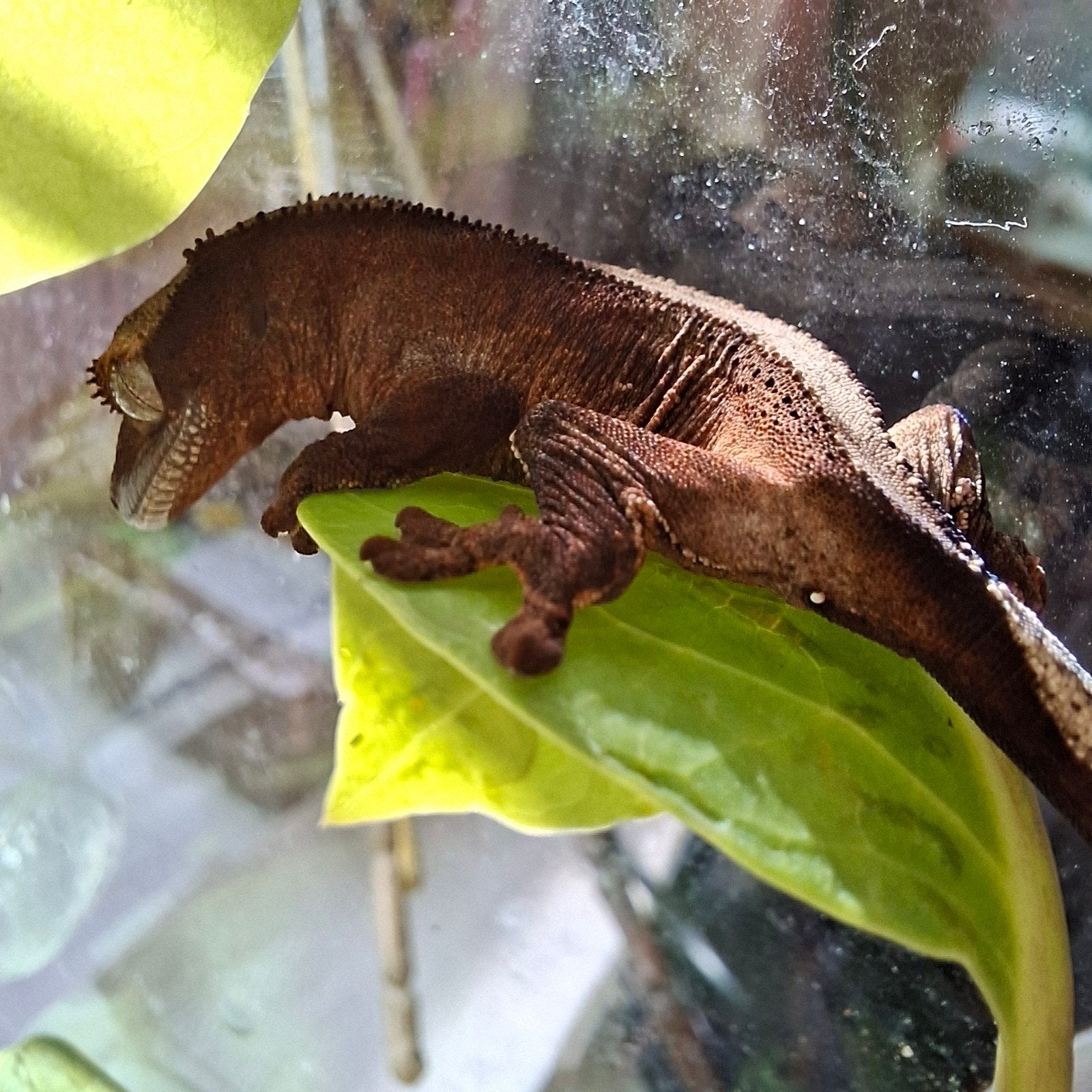 Babywimpergekko inclusief nieuw terrarium, Hagedis, Met terrarium, 0 tot 2 jaar