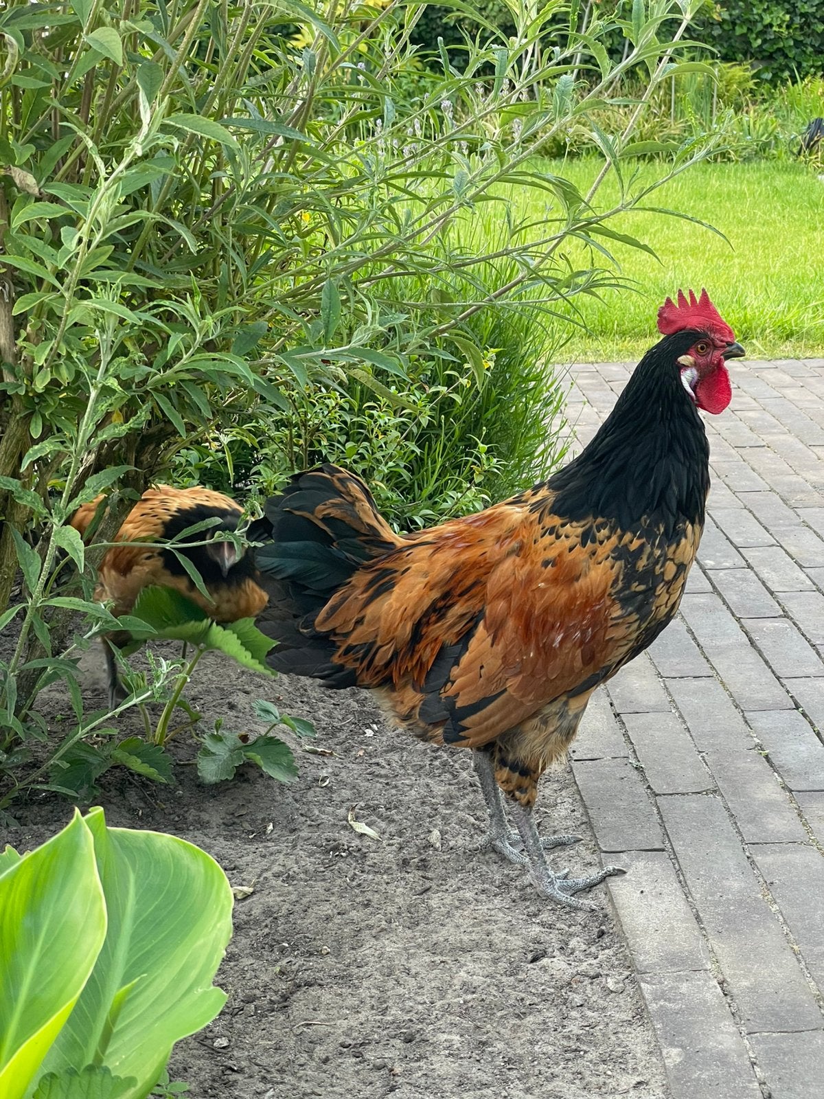 Mooie vorwerk haan, Dieren en Toebehoren, Mannelijk, Kip