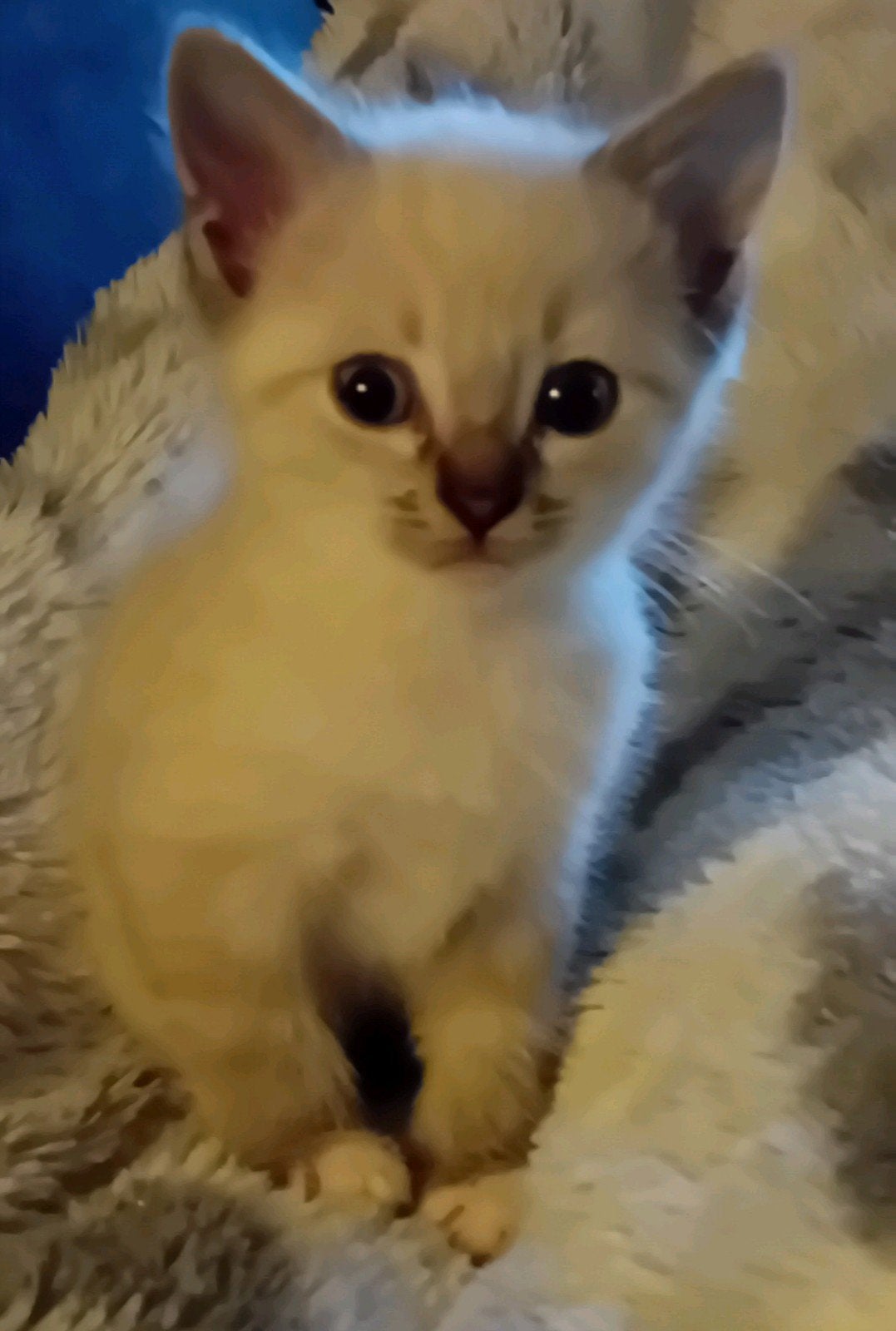 Ragdoll  Bengaal  m/ vader Ragdoll €, Meerdere dieren, Ontwormd