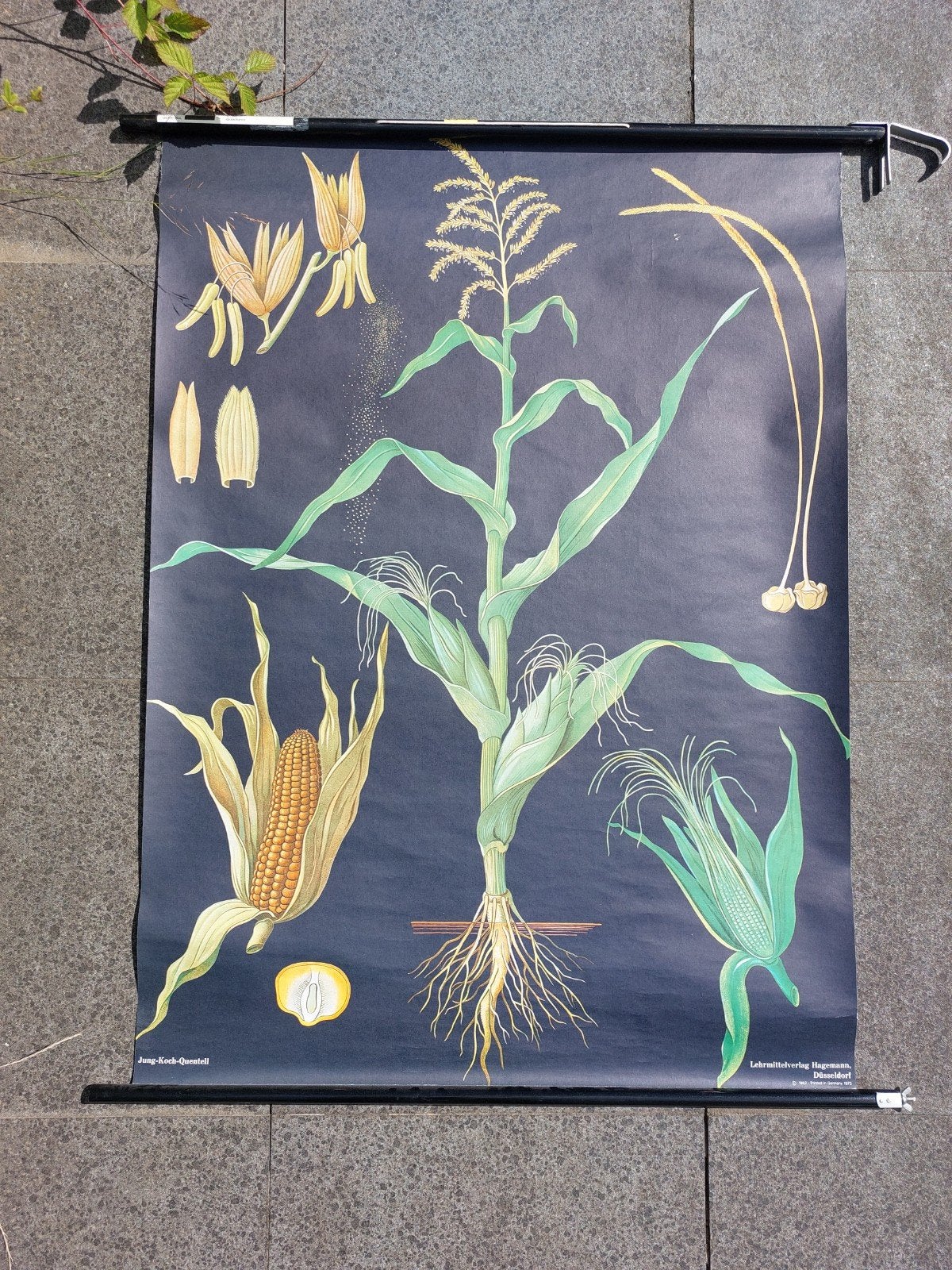 Vintage Koch Schoolplaat Maïs - Biologie Educatieve Poster, Antiek en Kunst, Ophalen