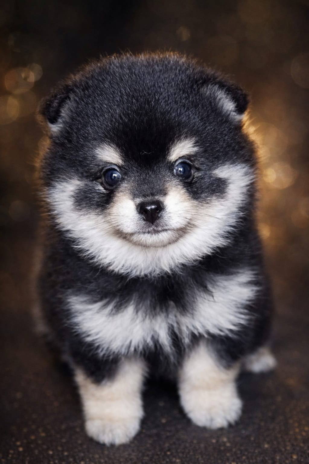 SUPERSCHATTIGE POMCHI BEERTJES IN APARTE KLEURTJES ️, Overige rassen, 8 tot 15 weken, Parvo, Meerdere