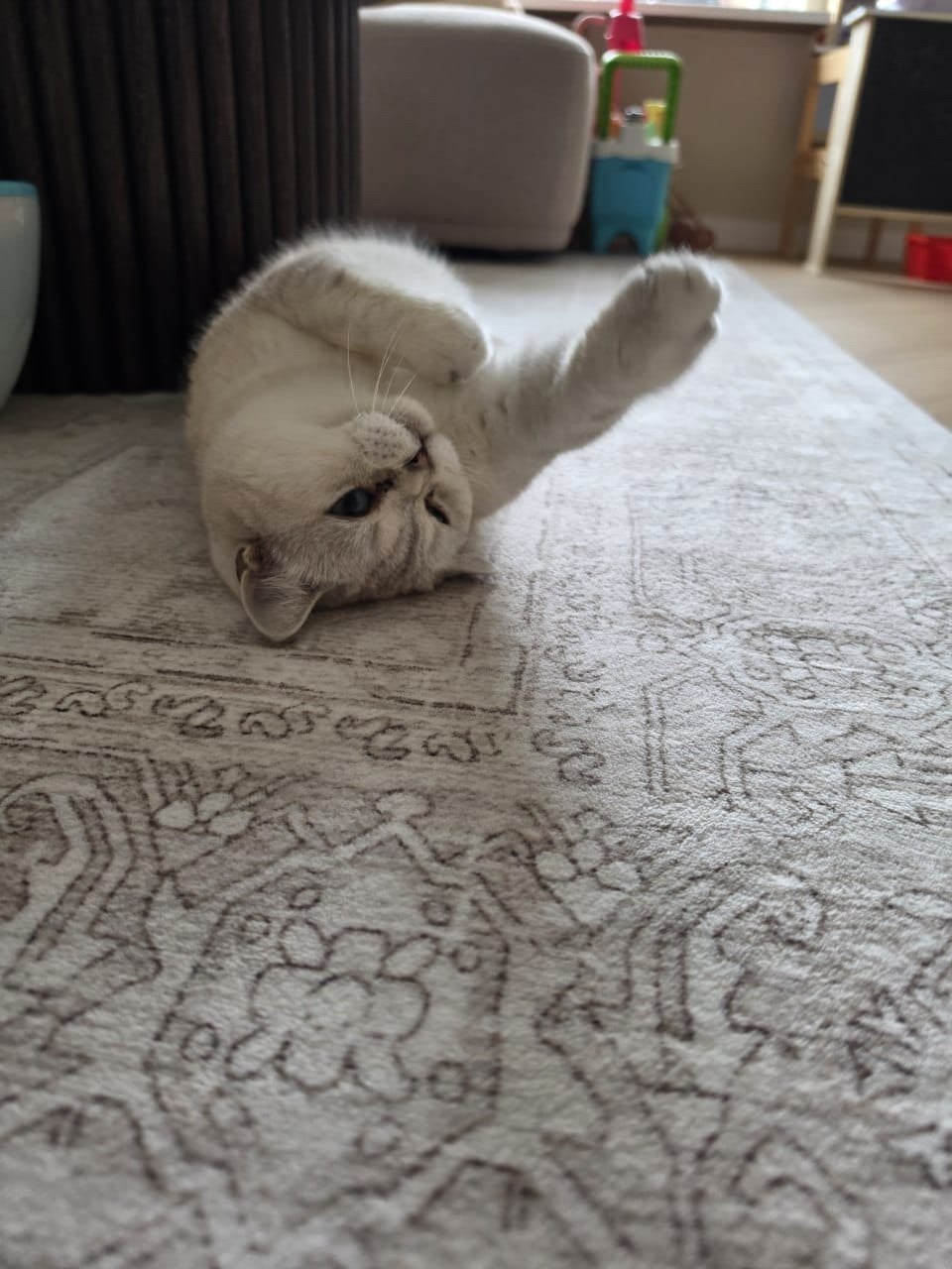 Lieve Britse Korthaar Minnos zoekt een warm nieuw thuis ️, Poes, Gechipt, 6 jaar of ouder