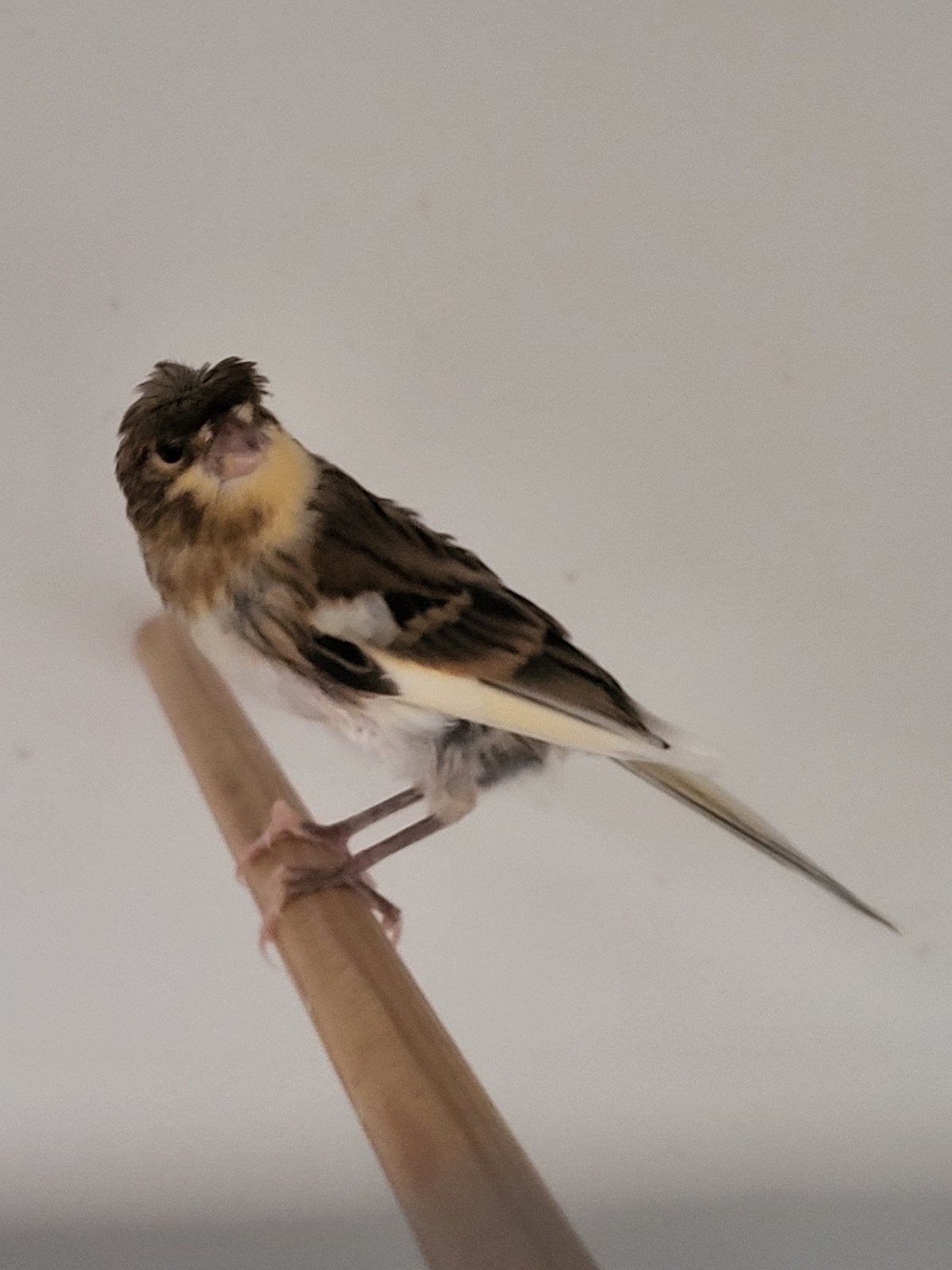 kanaries harlekijn jonge, Dieren en Toebehoren, Vogels | Kanaries, Meerdere dieren, Kleurkanarie