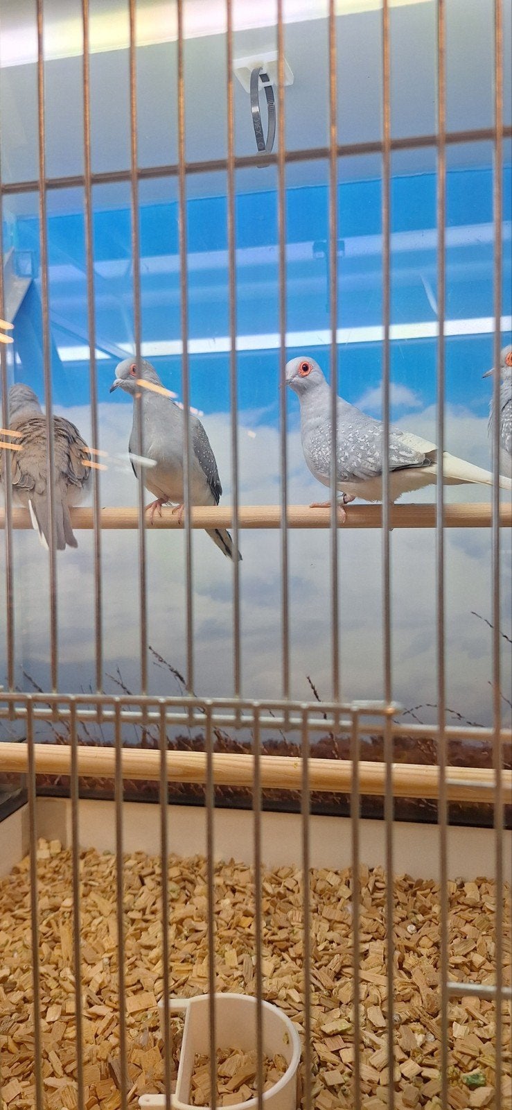 Mooie Diamantduiven, Dieren en Toebehoren, Meerdere dieren, Overige soorten