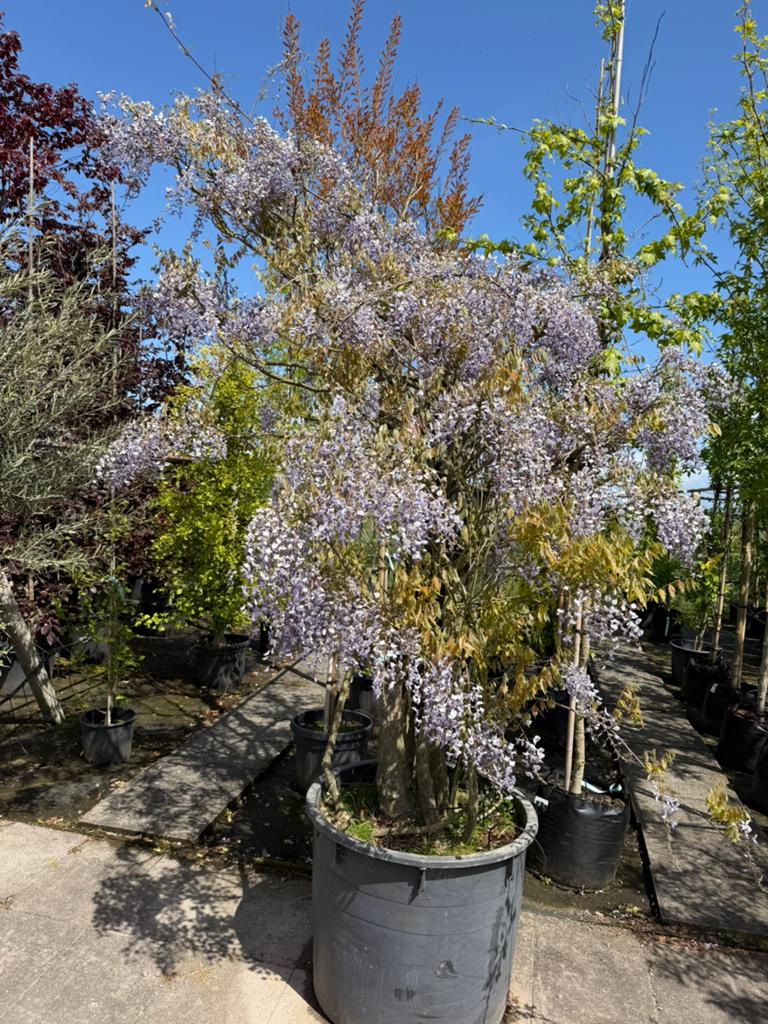 Wisteria (Blauwe regen) in verschillende soorten en maten, Tuin en Terras, Ophalen, Overige soorten, Struik, 100 tot 250 cm