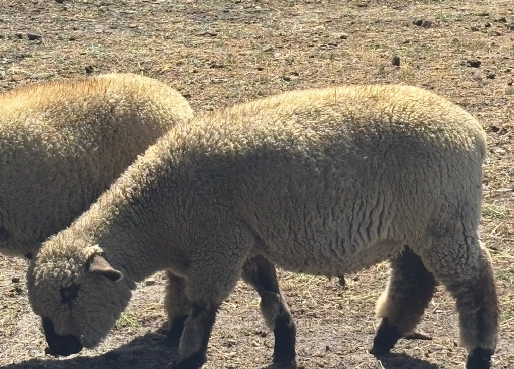 Hampshire down schapen, Vrouwelijk, Schaap