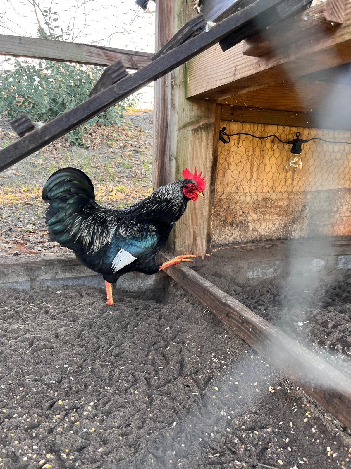 2 hanen barnevelder kriel dubbel gezoomd zilver., Dieren en Toebehoren, Mannelijk, Kip