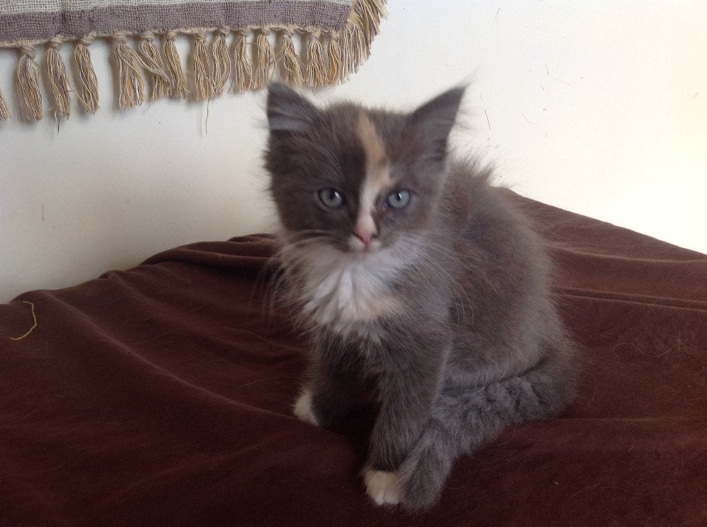 Mooi langharig kitten poesje: Maine Coon x Ragdoll, Poes, Ontwormd, 0 tot 2 jaar
