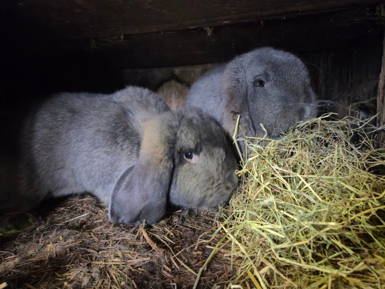 Twee Franse hangoor voedsters te koop, Dieren en Toebehoren, Konijnen, Vrouwelijk, Groot, Hangoor