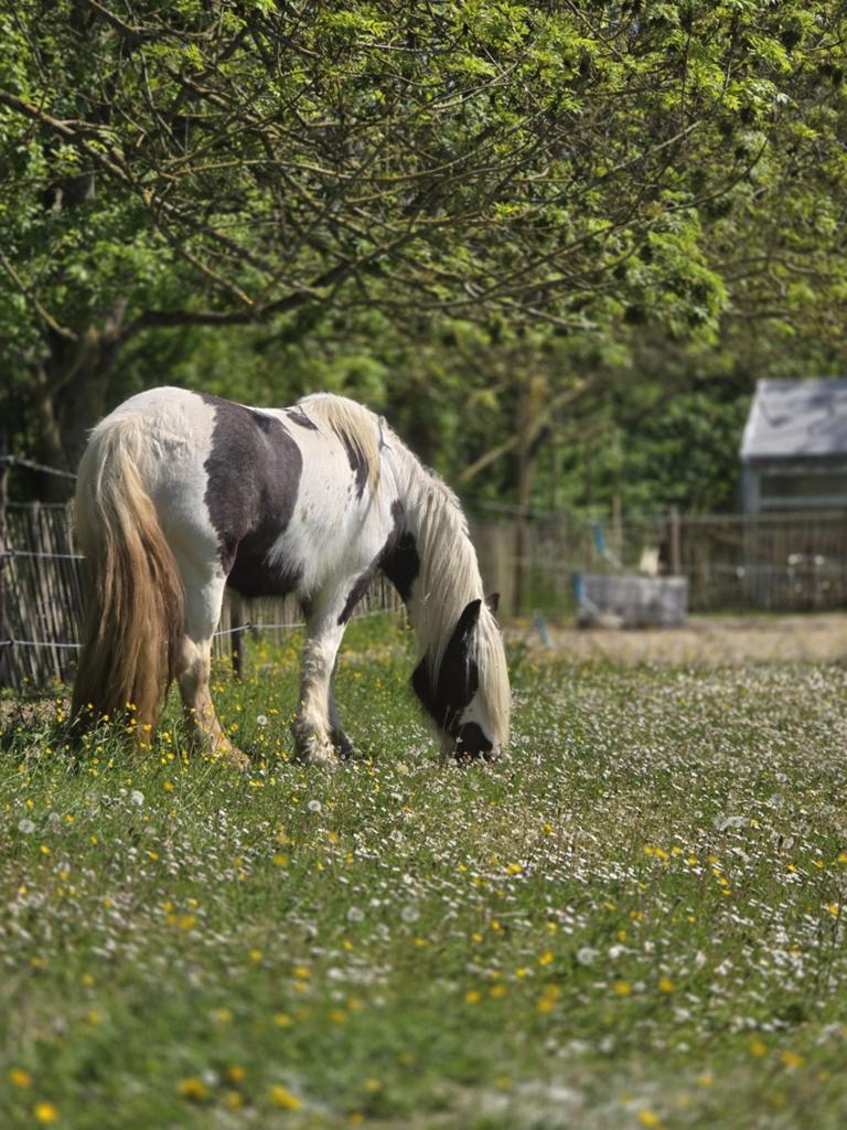 Irish Cob / Tinker pony merrie bijna 5 jaar, onbeleerd, Merrie, Recreatiepaard
