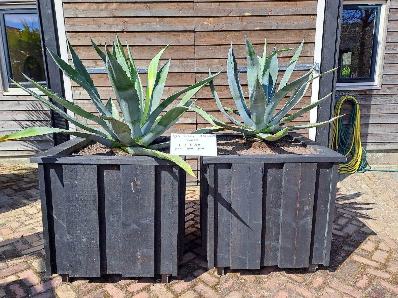 Grote Agave planten in zwarte houten bakken, Tuin en Terras, Ophalen, Bloeit niet, Overige soorten, Halfschaduw