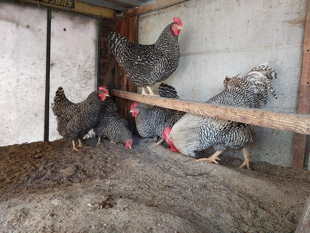 Amrock groot, Dieren en Toebehoren, Meerdere dieren, Kip