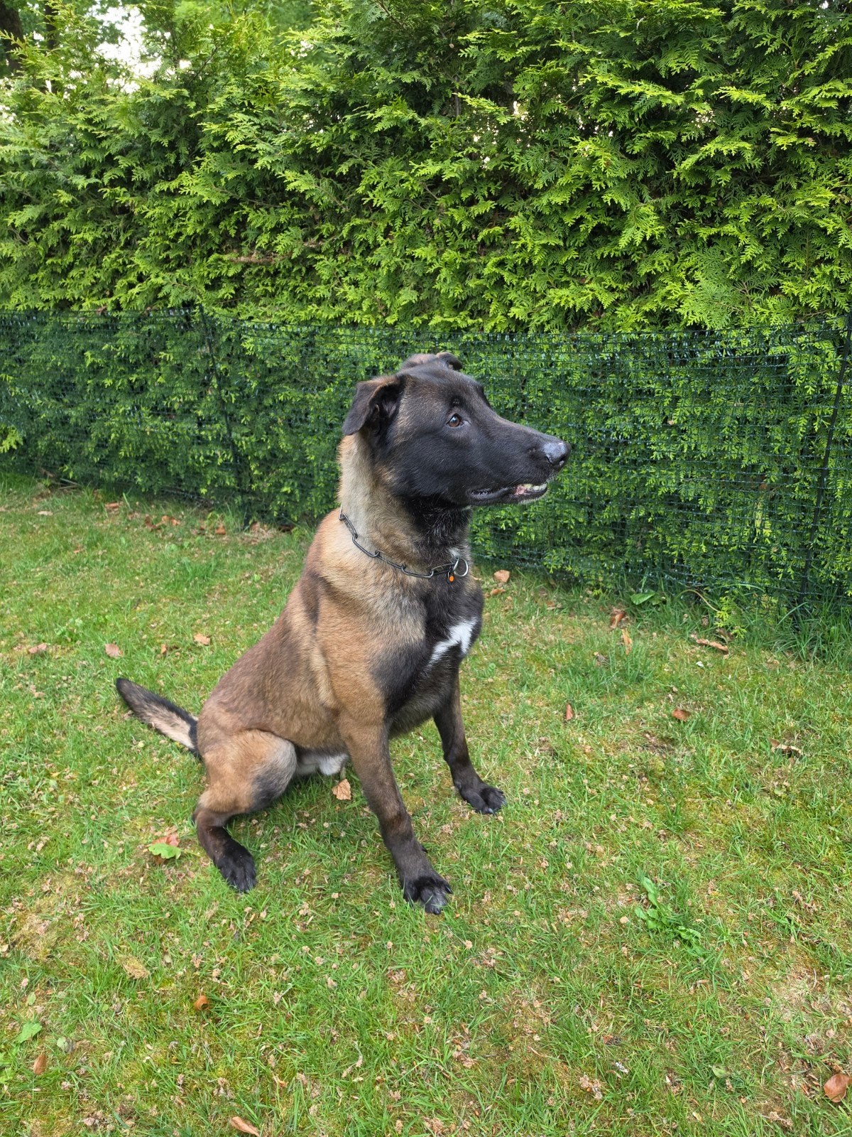 Stamboom mechelse herder., Reu, Eén hond, 3 tot 5 jaar, Herder