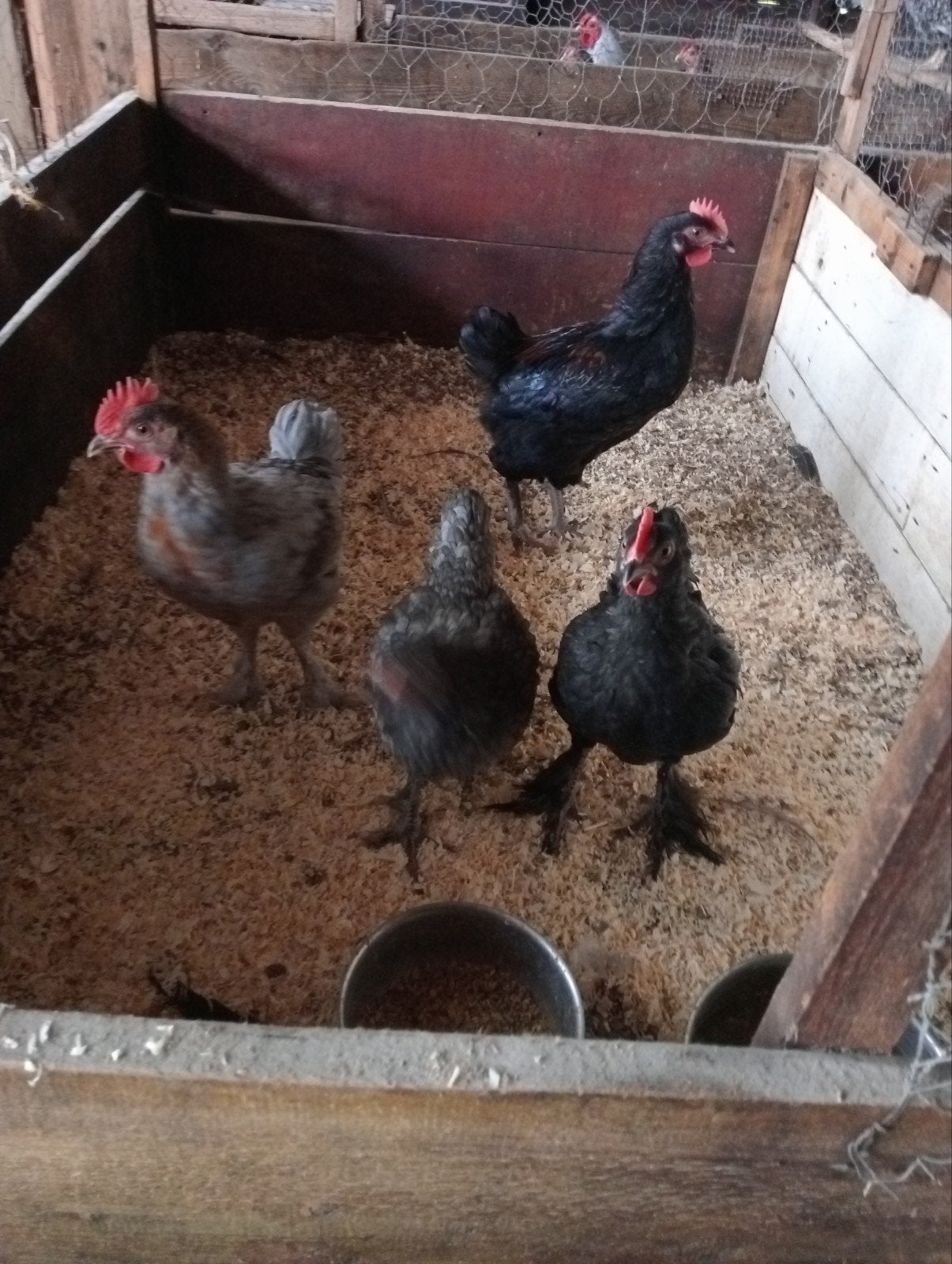 marans hanen groot, Dieren en Toebehoren, Pluimvee, Mannelijk, Kip