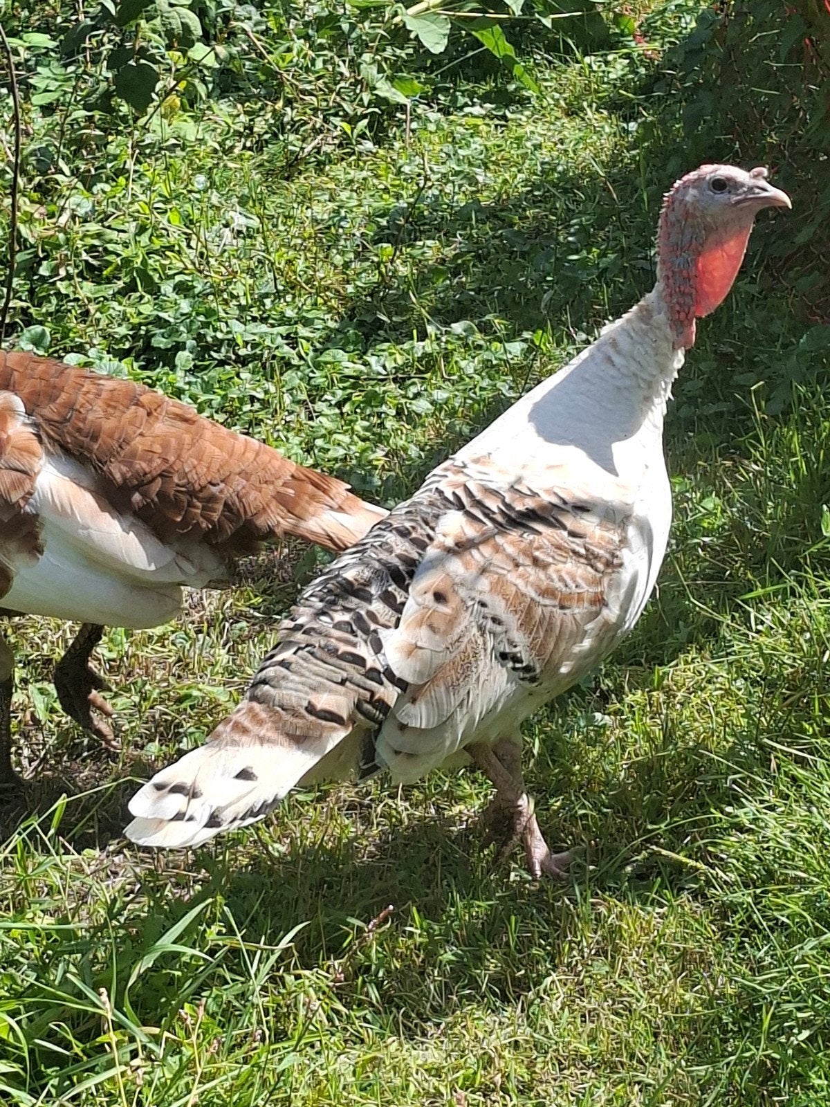 Raszuivere Ronquières-kalkoen, Dieren en Toebehoren, Pluimvee, Vrouwelijk, Kalkoen