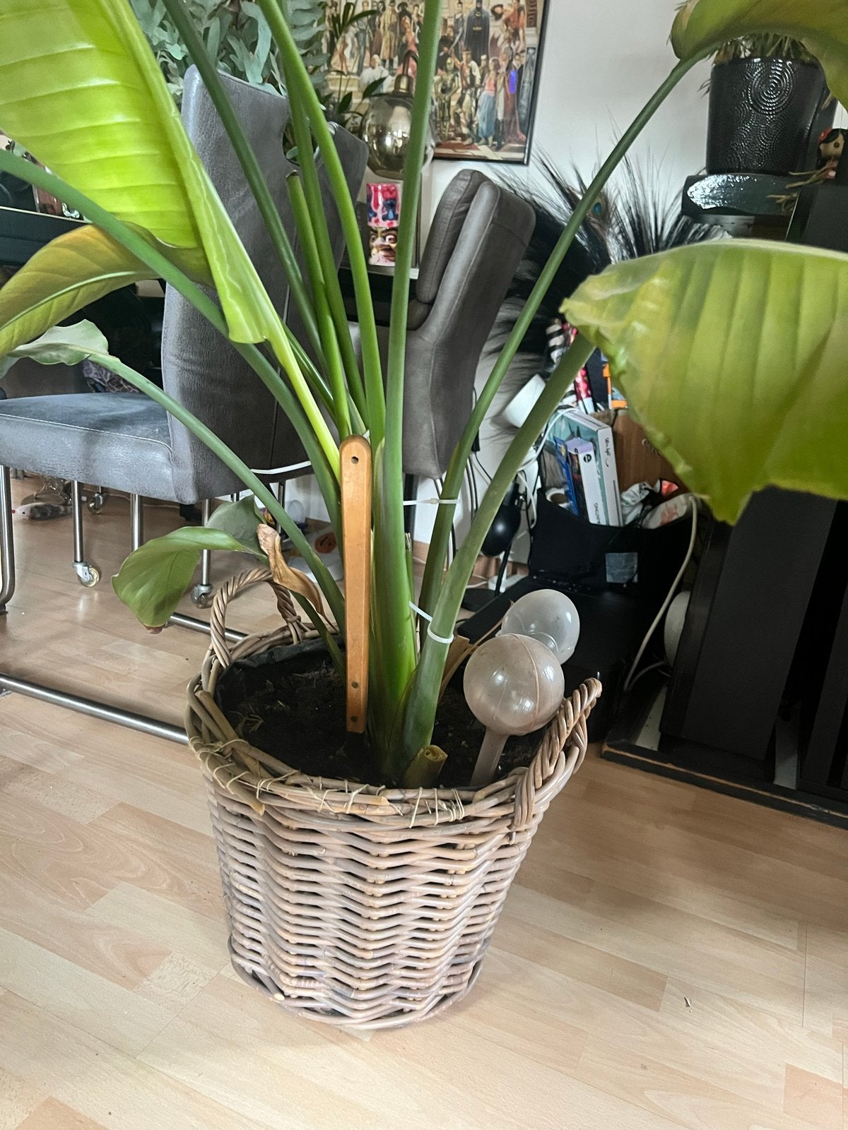 Grote Strelitzia Nicolai - in pot, Ophalen, Overige soorten, Halfschaduw, In pot