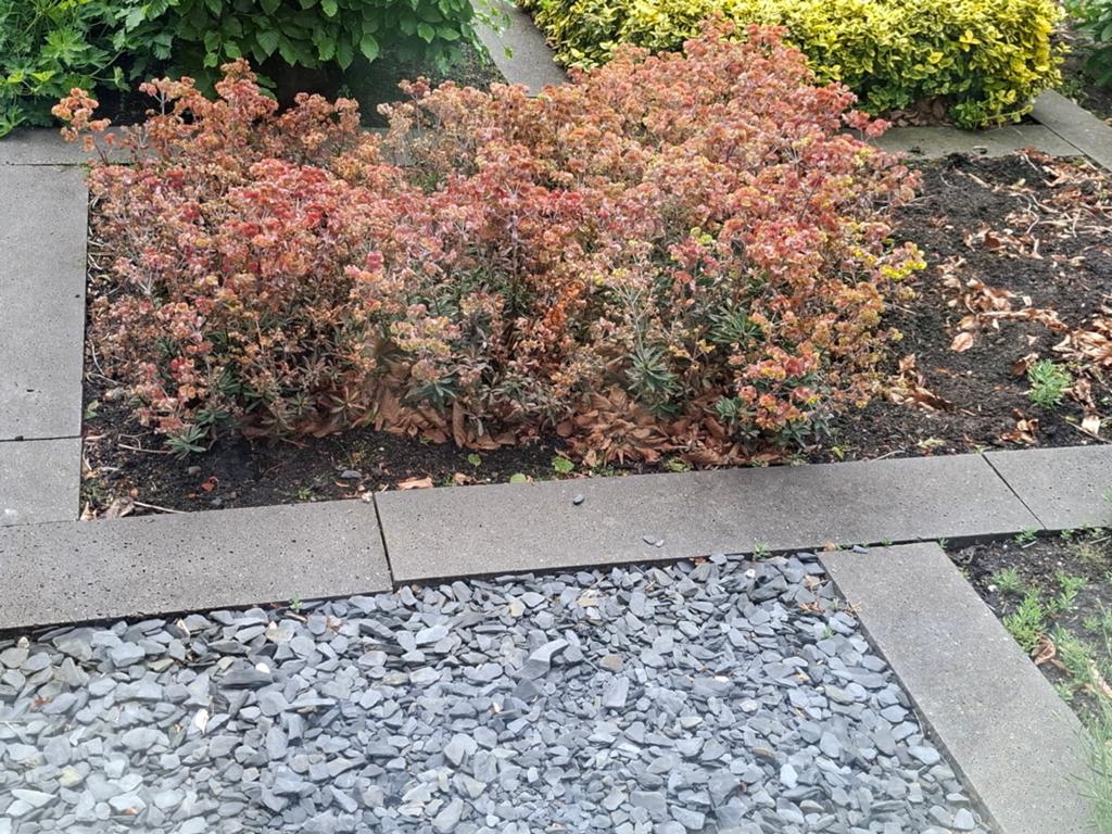 Spierstruik Spirea Japonica 2x1m zelf uitgraven, Ophalen