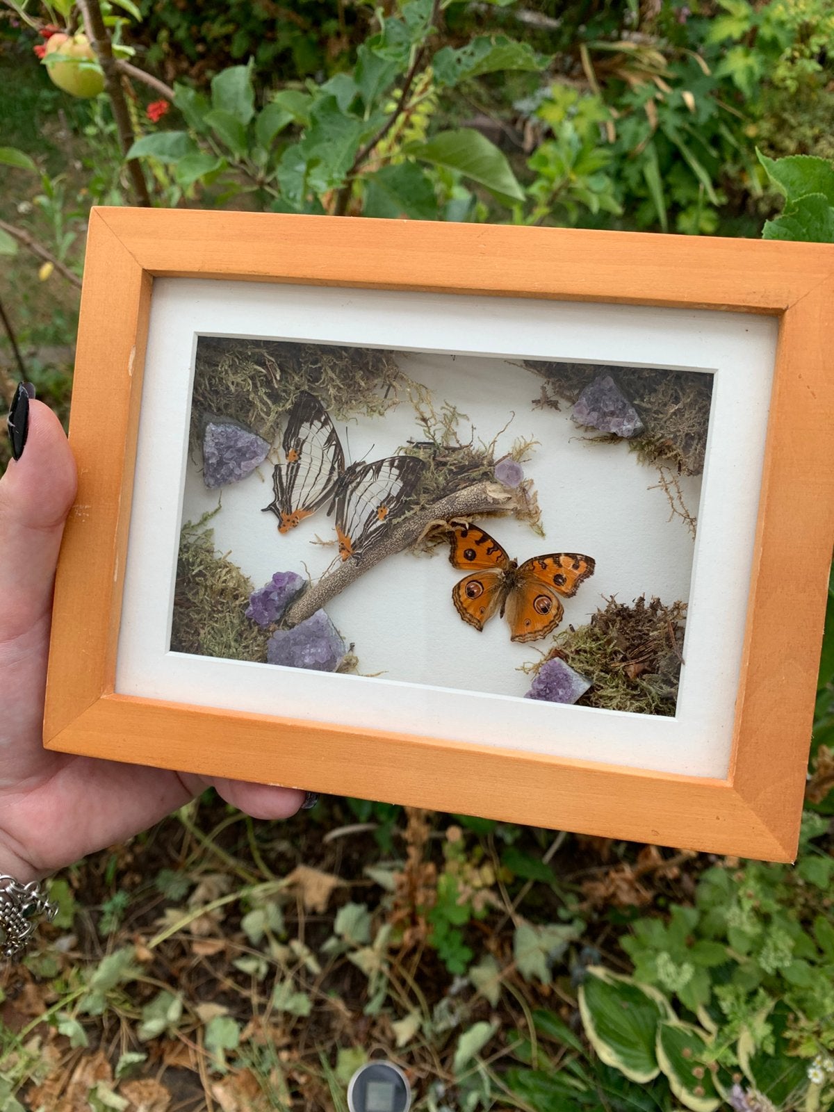 Mooie vlinders in 3D lijst, Verzamelen, Dierenverzamelingen, Ophalen of Verzenden, Zo goed als nieuw, Insect, Opgezet dier