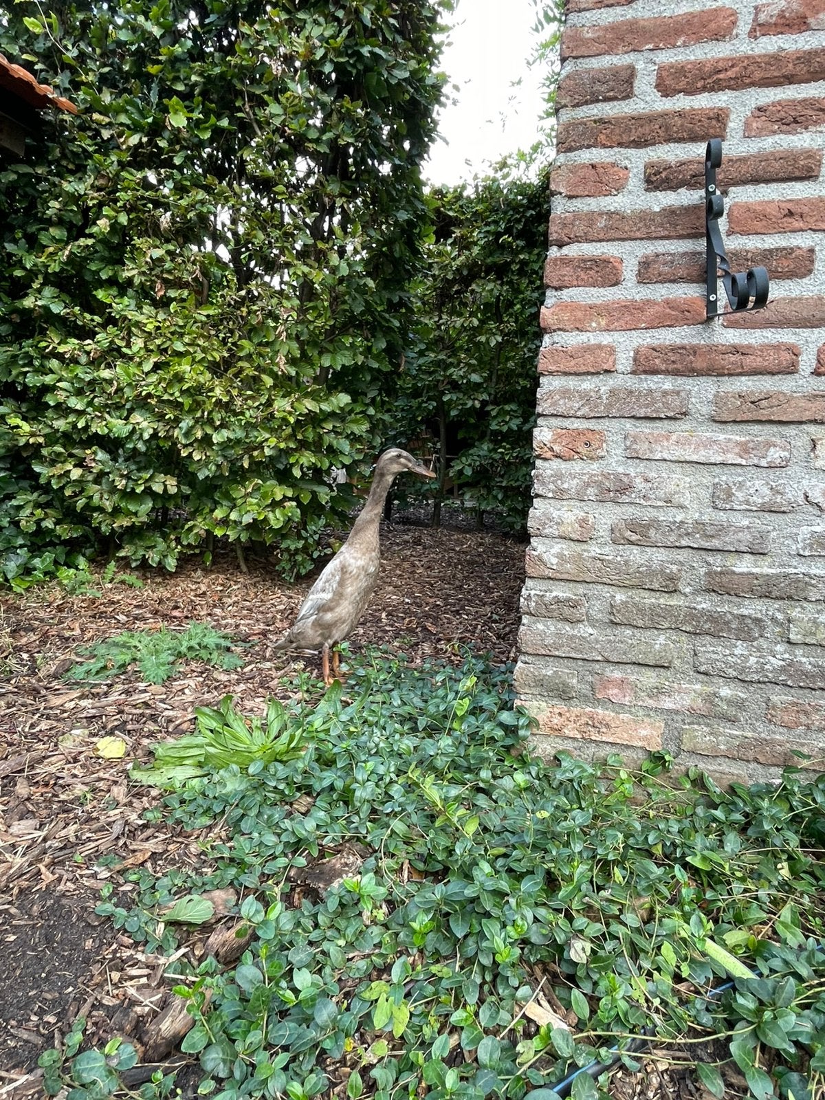 Loopeend 2 vrouwtje, Dieren en Toebehoren, Vrouwelijk, Eend