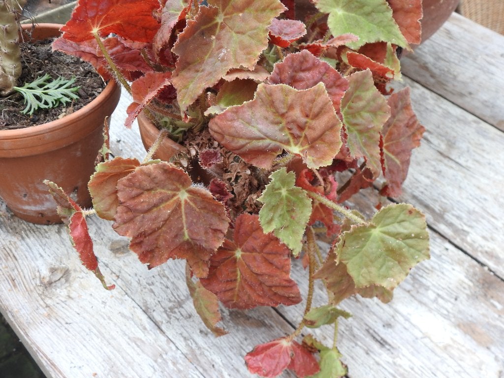 Collectie bladbegonia's ,, Tuin en Terras, Ophalen, Overige soorten, Halfschaduw