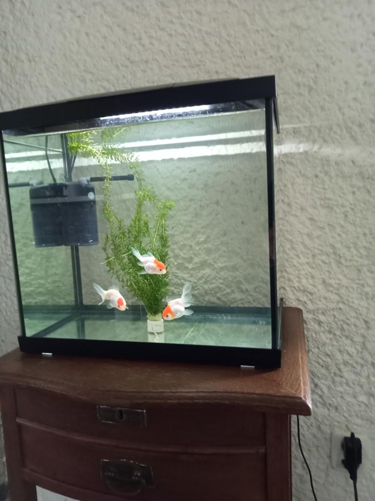 Nieuw aquarium met 3 Red Cap Oranda sluierstaart goudvissen, Ophalen, Inclusief vissen, Nieuw, Gevuld zoetwateraquarium