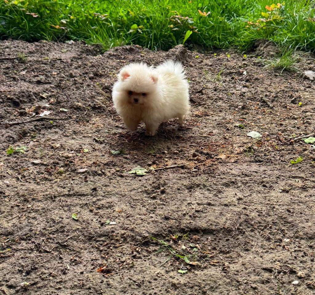Pomeriaan reutje en teefje bont bear face goed thuis, Dieren en Toebehoren, Parvo, 8 tot 15 weken, Eén hond, Nederland