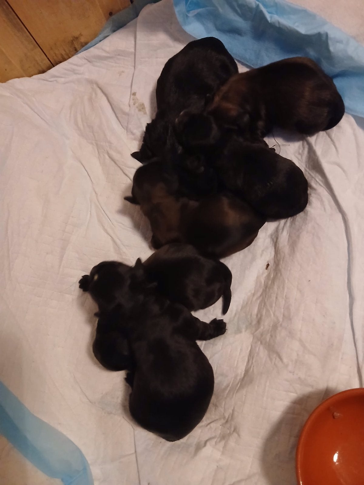 Boomer pups, Parvo, Overige rassen, 8 tot 15 weken, Meerdere