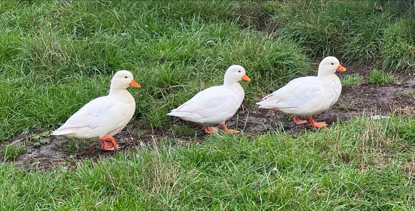 Koppels witte Kwakers te koop, Dieren en Toebehoren, Meerdere dieren, Eend