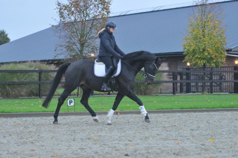 brave 17 jarige keur merrie, Merrie, Met stamboom, Dressuurpaard, L