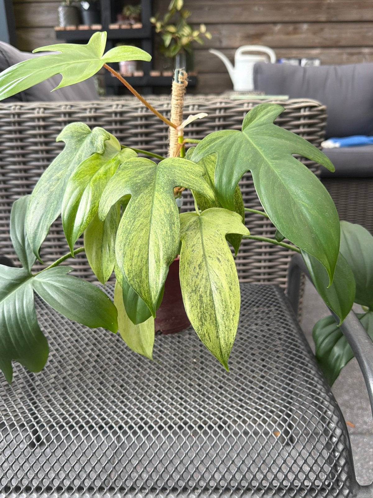 Philodendron Florida Ghost, Huis en Inrichting, Ophalen of Verzenden