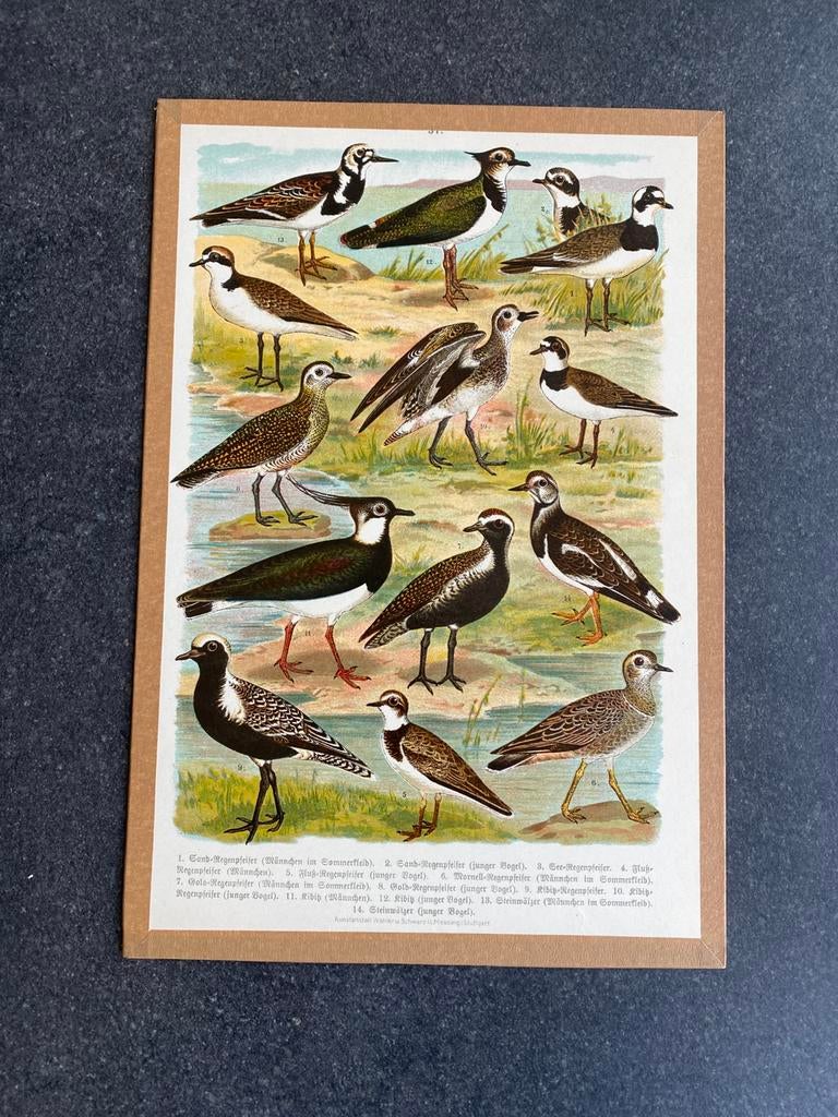 Vele  prenten vogels 19x28 cm pst 5 euro oa kievit, Antiek en Kunst, Ophalen of Verzenden, Natuur en Biologie