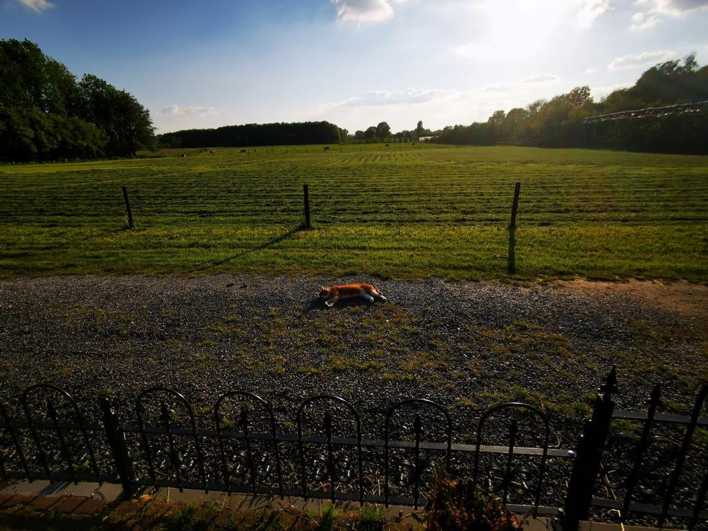 Gietijzeren hekwerk, Tuin en Terras, Ophalen of Verzenden, Gebruikt, IJzer, Sierhekwerk