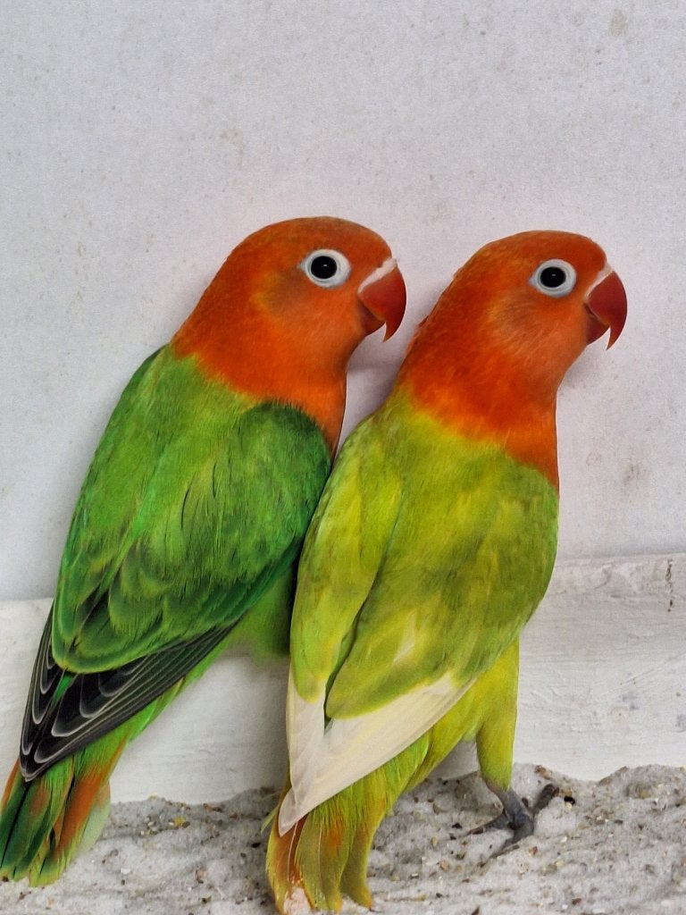 Agapornis Fischeri's, Geslacht onbekend, Dwergpapegaai of Agapornis, Geringd