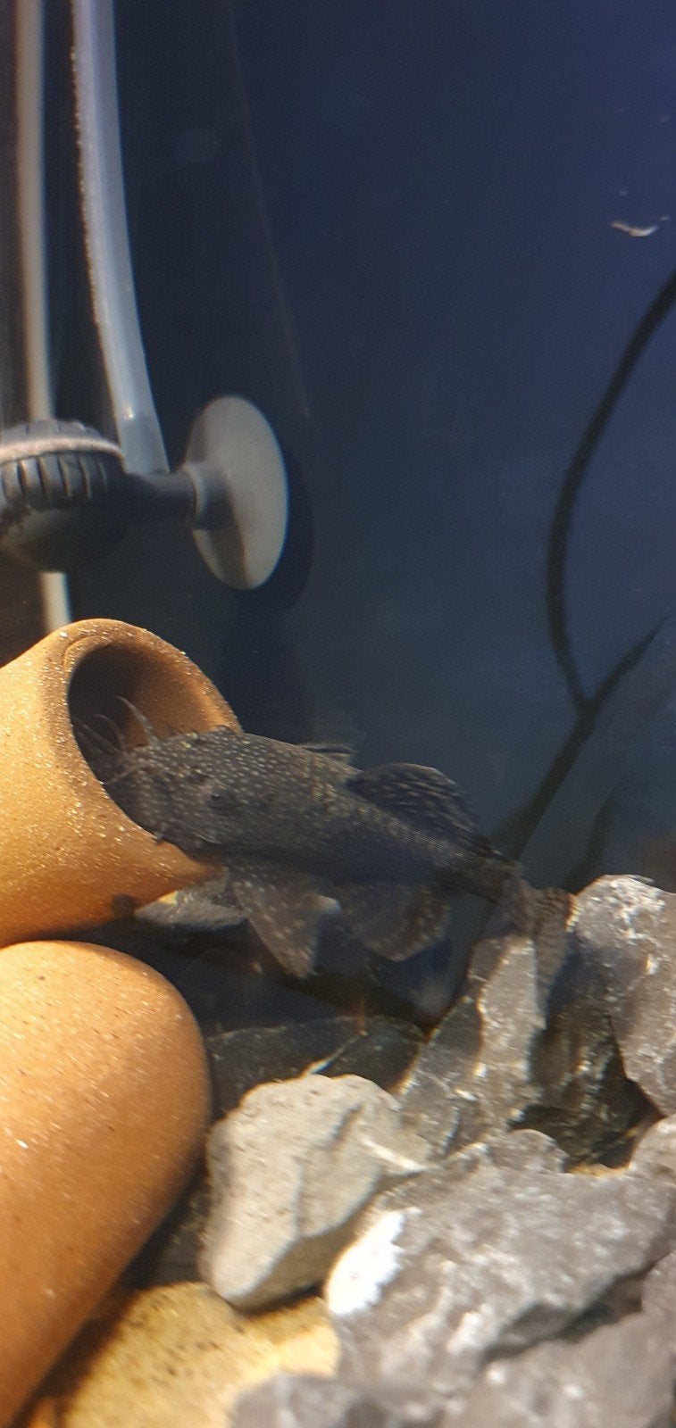 ancitrus algeneter, Dieren en Toebehoren, Vissen | Aquariumvissen, Vis, Zoetwatervis, Schoolvis