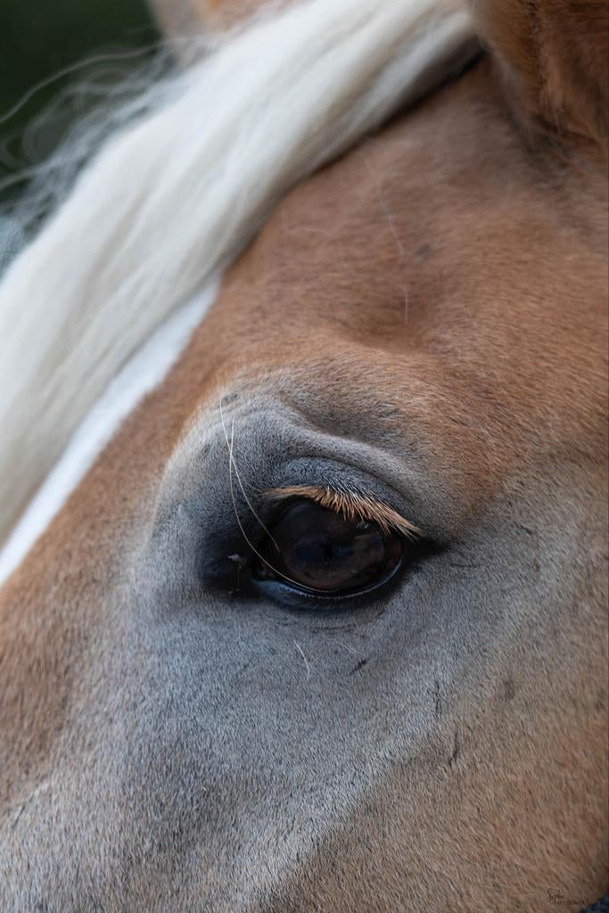 Leaser/ bijrijder gezocht, Dieren en Toebehoren, Paarden en Pony's | Overige Paardenspullen, Ophalen, Nieuw