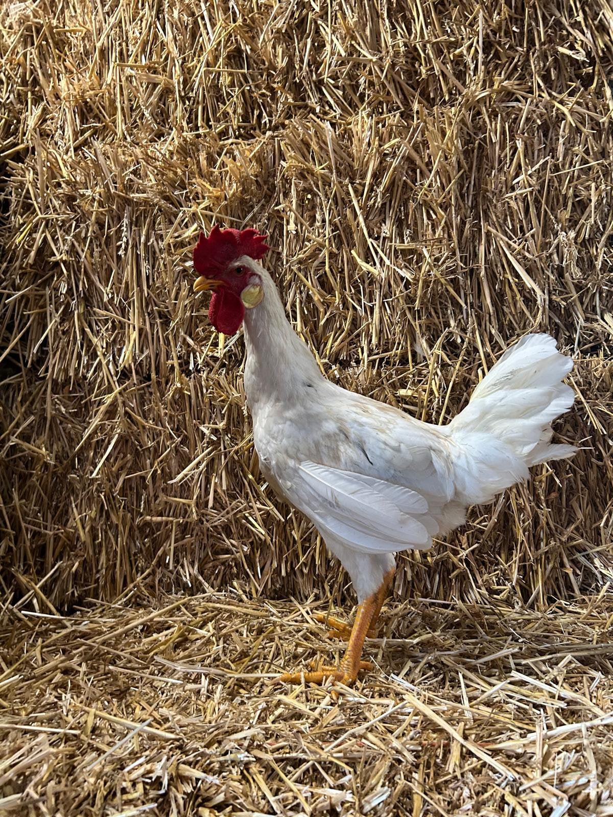 Engelse leghorn bijna aan de leg, Dieren en Toebehoren, Meerdere dieren, Kip