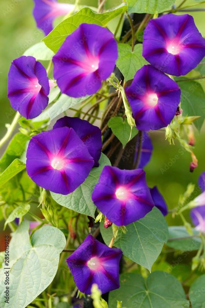 Te koop: zaden 1-, 2-jarigen en vaste planten, Ophalen, Volle zon, Zaad