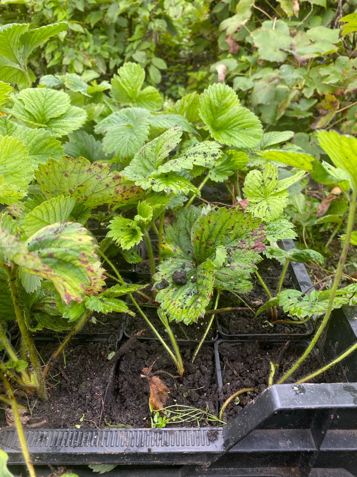 Aardbeiplantjes ras: daroyal, Volle zon, Vaste plant, Ophalen of Verzenden, Fruitplanten
