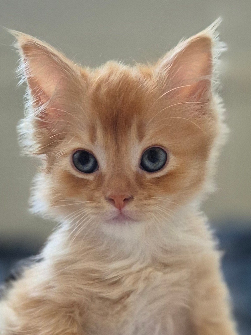 Ragdoll x maine coone kittens, Dieren en Toebehoren, Katten en Kittens | Raskatten | Langhaar, Poes, Gechipt, 0 tot 2 jaar