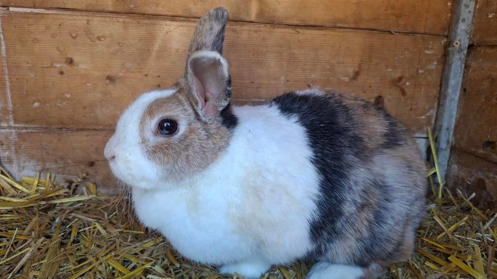 Konijn, Dieren en Toebehoren, Konijnen, Vrouwelijk