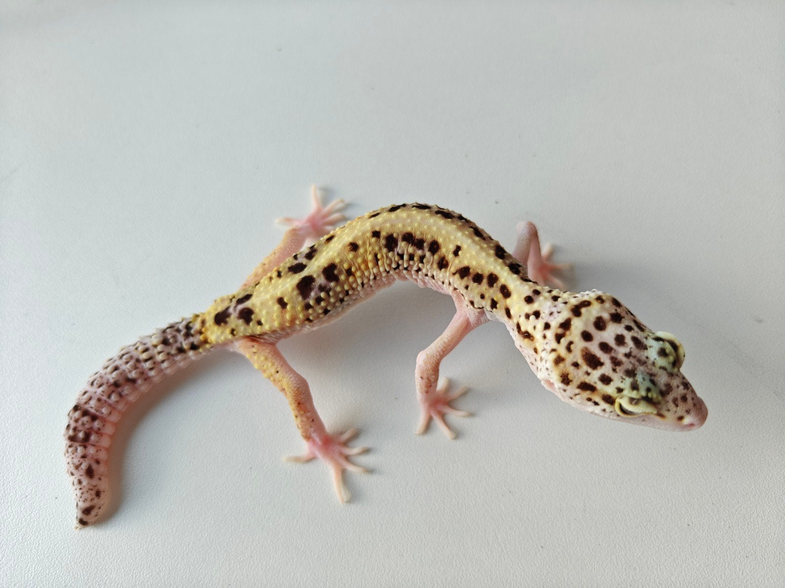 Lichtgele luipaardgekko met prachtige kleuren Leopard Gecko photo 2