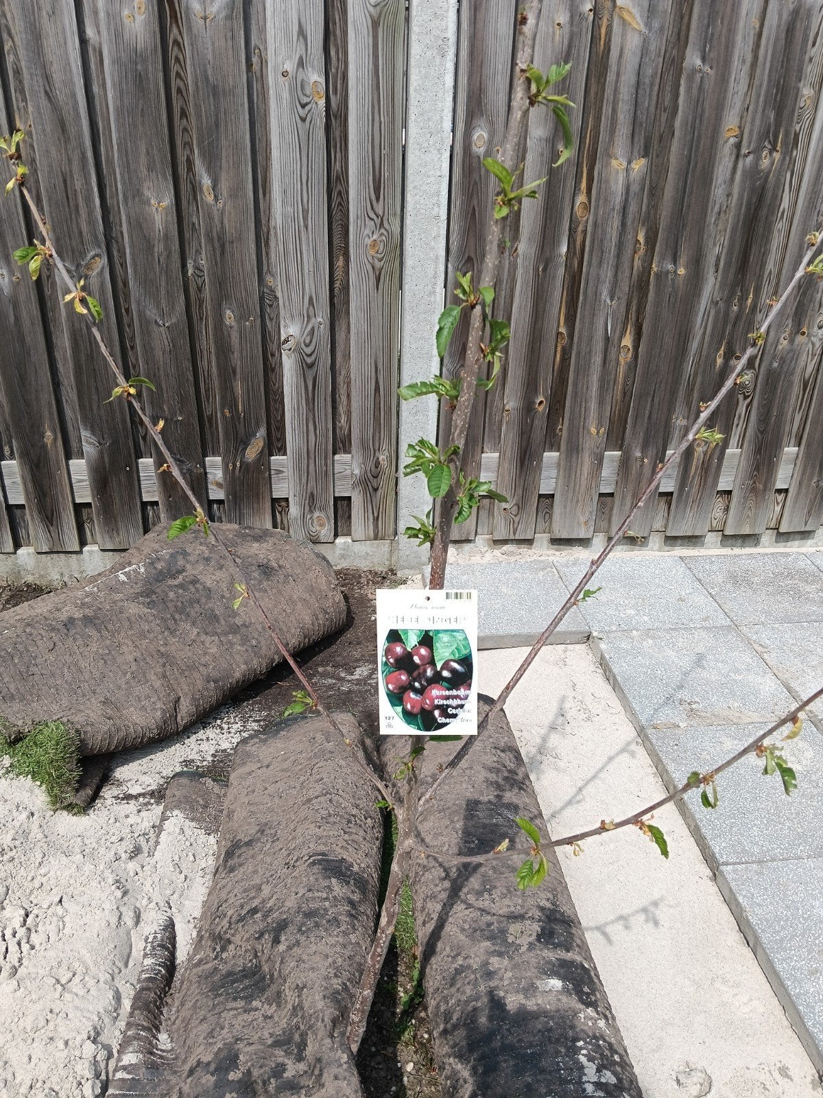 Kersenboom, Tuin en Terras, Ophalen of Verzenden, Minder dan 100 cm