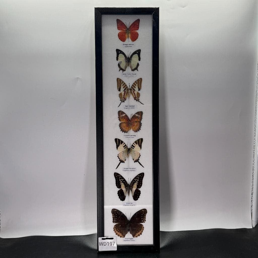 Vlinderlijst met 7 vlinders, Ophalen of Verzenden, Nieuw, Insect, Opgezet dier