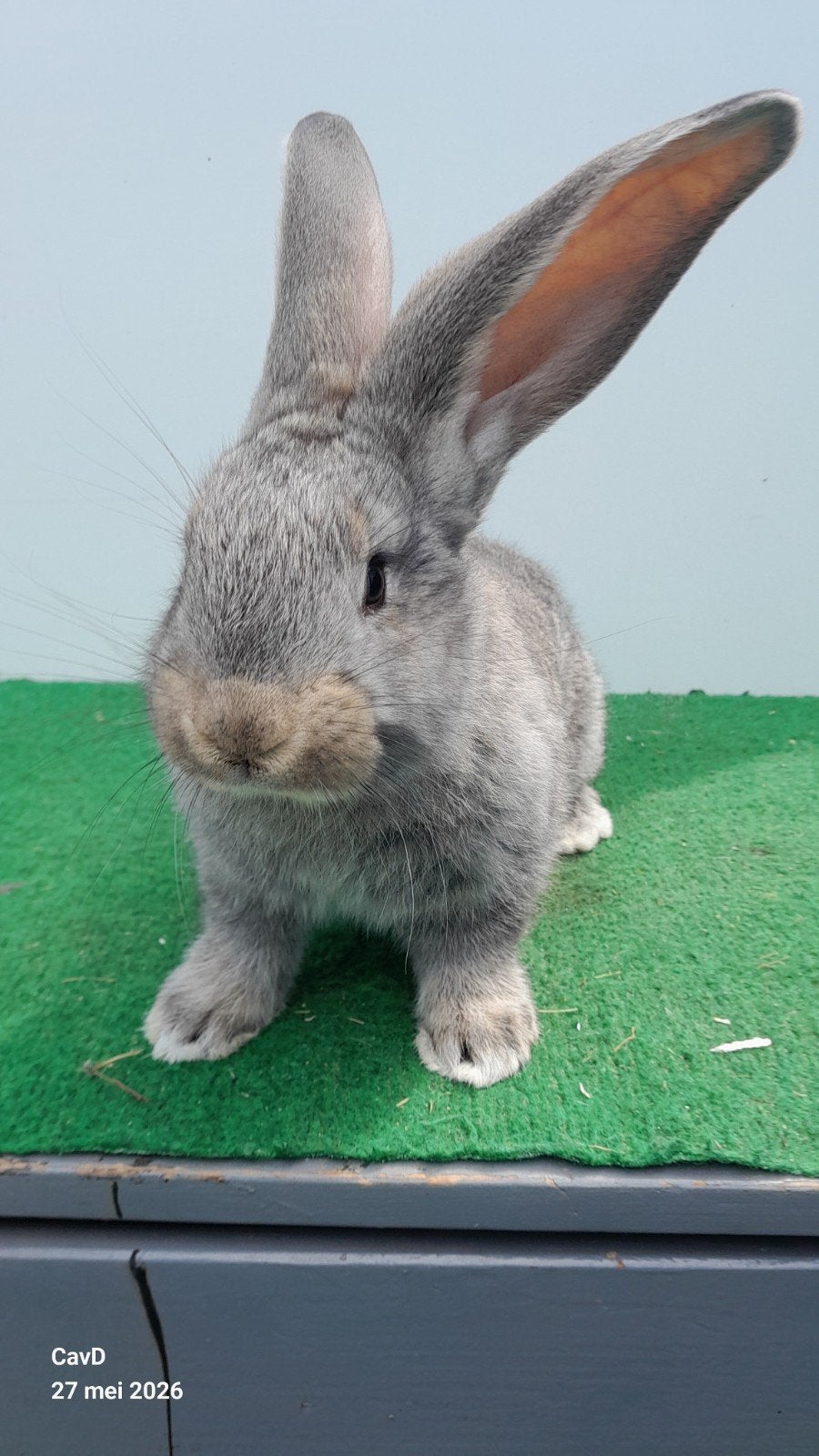 Te koop Vlaamse Reus, Mannelijk, Groot, 0 tot 2 jaar